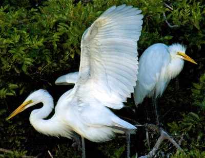 Two Egrets