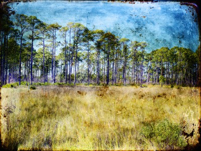 Florida Pine