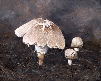 Mushrooms in Mulch